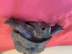 Spur Thighed : Female approx 27 years old (Lottie)